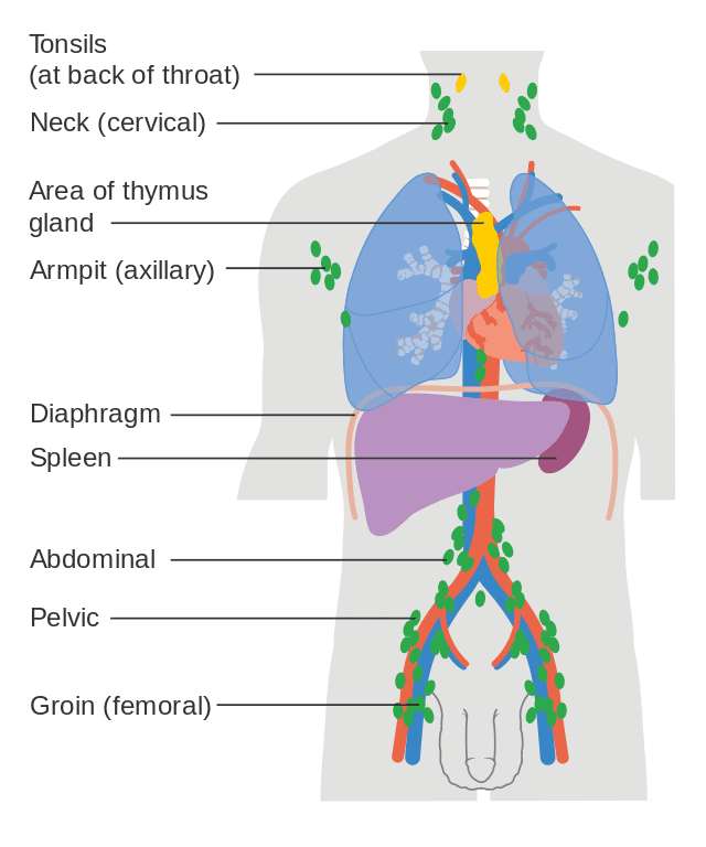 Diffuse Large B-Cell Non-Hodgkin Lymphoma Diagnosis